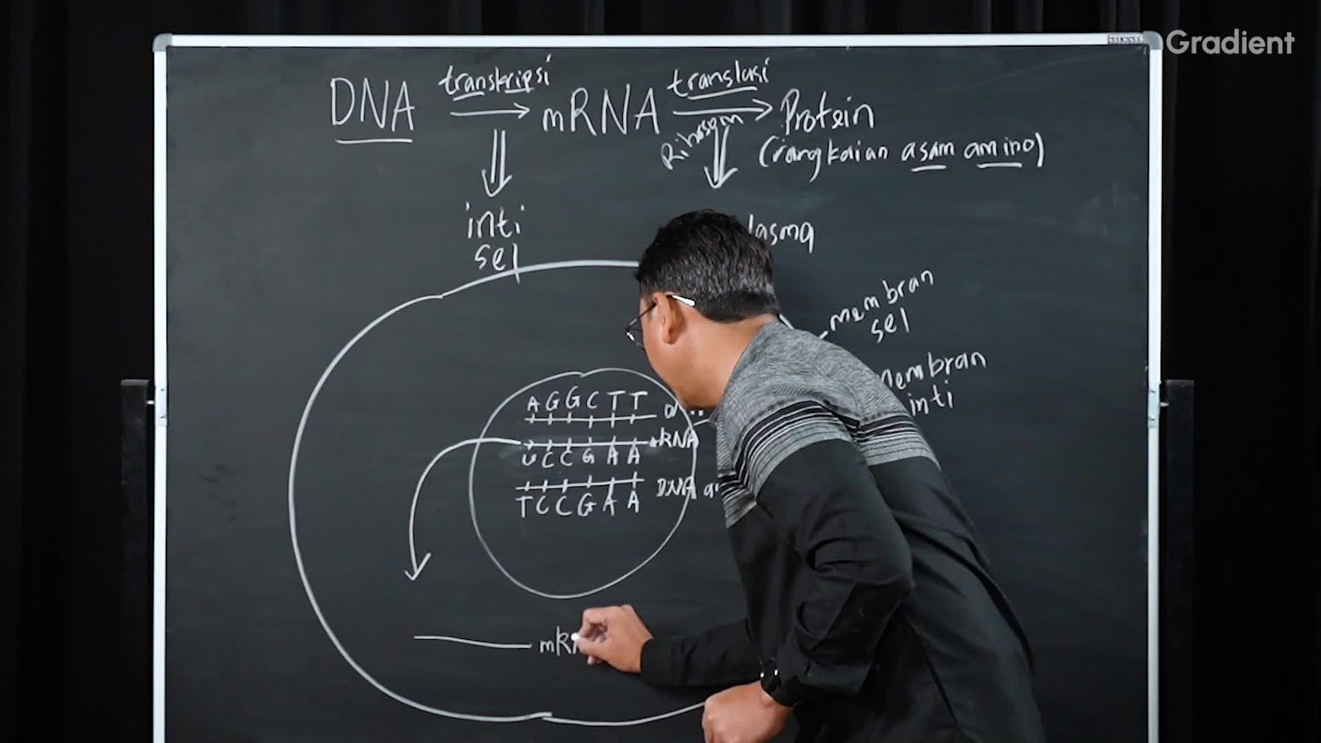 Proses Transkripsi DNA dan Translasi RNA