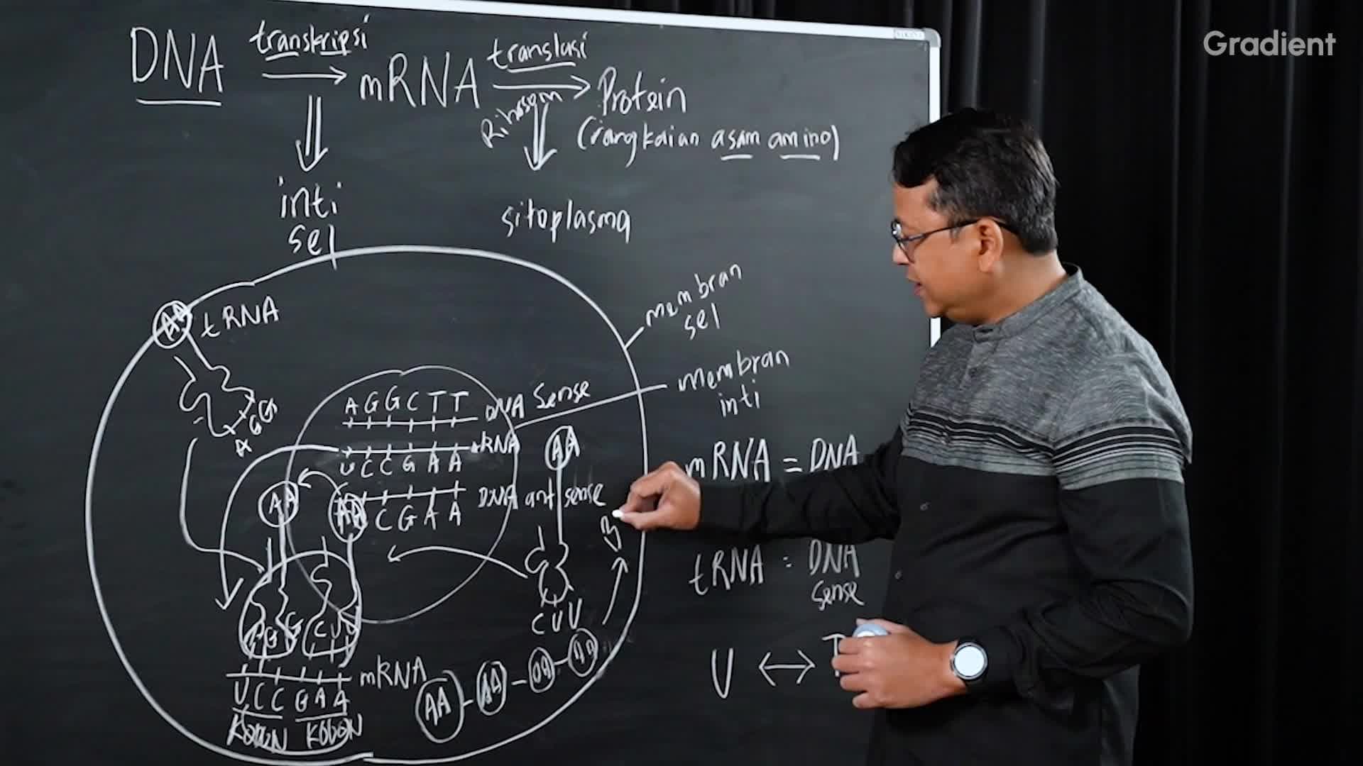 Pembentukan Protein yang Menentukan Fenotipe