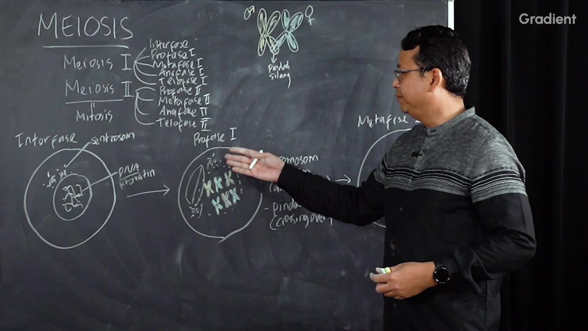 Pembelahan Meiosis